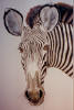See details of the Zebra Head painting